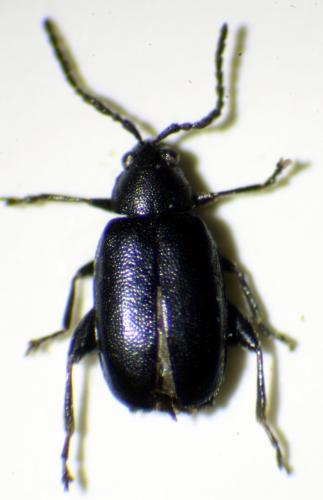 Réf. 213 407 : Phyllotreta consobrina